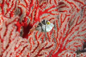 單棘魨的保護傘