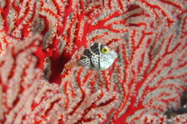 單棘魨的保護傘