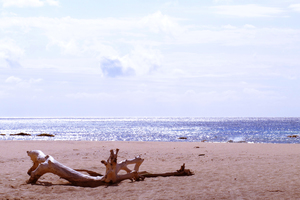 漂流木的美感反思