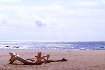 漂流木的美感反思