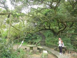 20120428土城．郊山．桐花季55