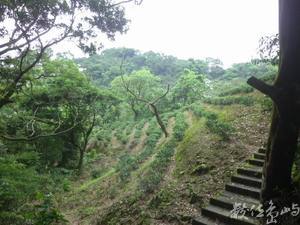 20120428土城．郊山．桐花季49