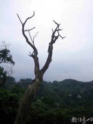 20120428土城．郊山．桐花季63