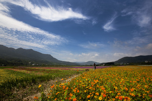 屏東縣滿州鄉-滿州花海
