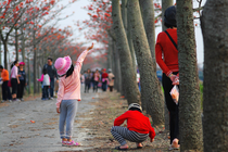 林初埤木棉花道