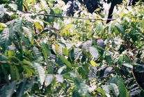 雲林縣古坑鄉－永光教會旁咖啡樹