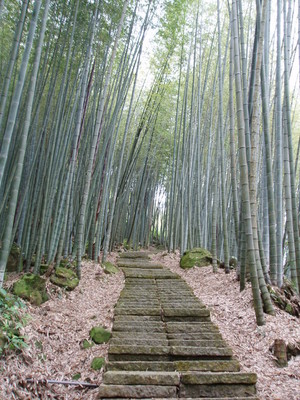 嘉義縣瑞里風景區-綠色隧道