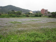 苗栗縣通霄鎮-鄉間小路花田