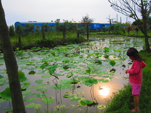 苗栗縣通霄鎮白沙屯-石蓮園
