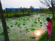 苗栗縣通霄鎮白沙屯-石蓮園