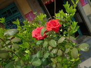 雲林縣麥寮鄉─三盛村