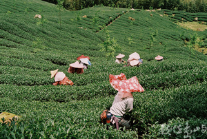 南投縣鹿谷鄉--採春茶