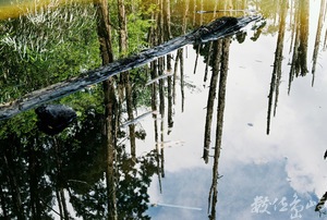 南投縣鹿谷鄉--森林裡的倒影