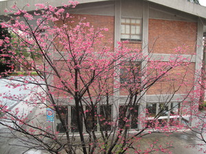 新北市板橋區-臺灣藝術大學校園