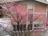 新北市板橋區-臺灣藝術大學校園