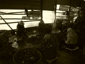 產業與人文組_曾堂維_01_蚵珍珠