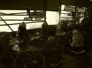 產業與人文組_曾堂維_01_蚵珍珠