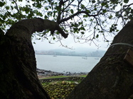 樹看海，海看樹