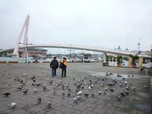 旅人的紛爭，鴿子的和平