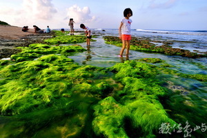 地景與生態組_黃慈真_03_潮間帶尋寶