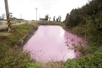 奇特星球之粉紅眼淚