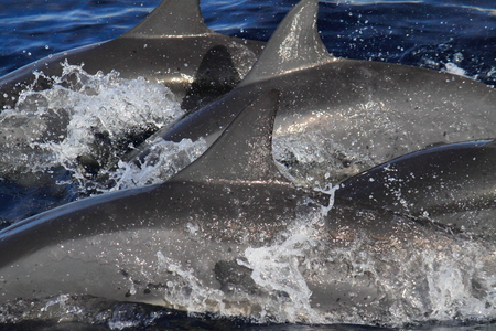 海島人─地景與生態
