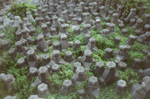 地景與生態組__黄嘉慶__01__關於防波塊的記憶