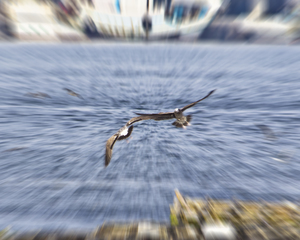 藍天使-特技飛行