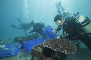 珊瑚保育系列１