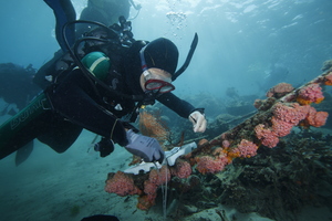 珊瑚保育系列2