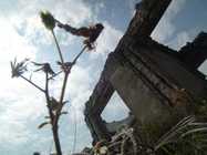 地景與生態組_林向軒_02_觀望台