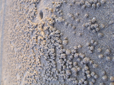 海島人─地景與生態