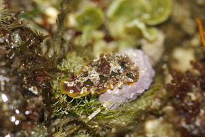 丹尼森枝鰓海蛞蝓