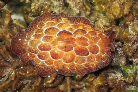 海島人─地景與生態