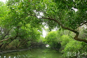 四草湖的綠色隧道