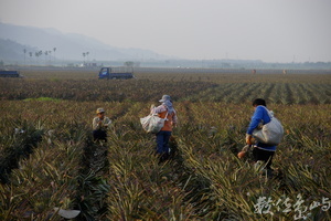 屏東縣萬巒鄉--採鳳梨