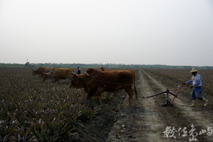屏東縣萬巒鄉--牛耕鳳梨田