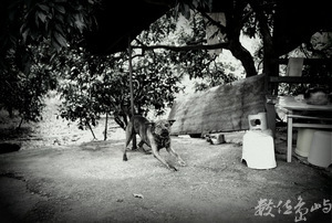 台南市楠西區－盡忠職守