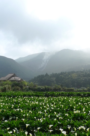 陽明山海芋