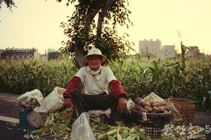 高雄市岡山區-玉米伯