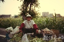 高雄市岡山區-玉米伯