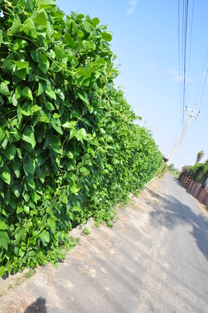 台南市善化區－光文里