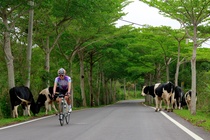 台東縣．縣道197