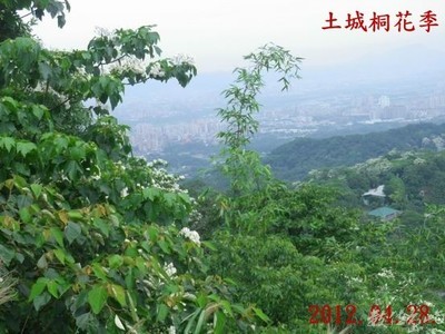 2012.04.28.土城桐花季郊山賞花行