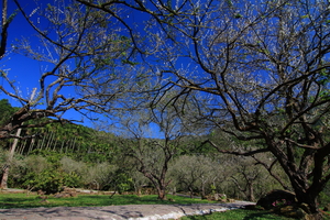 梅嶺 梅林 梅花
