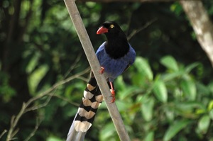 宜蘭縣員山鄉－臺灣藍鵲
