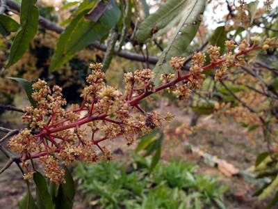 芒果生長過程