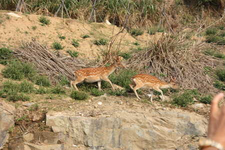 海島人─地景與生態