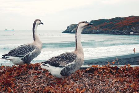 海島人─地景與生態