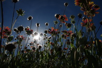 澎湖縣花天人菊